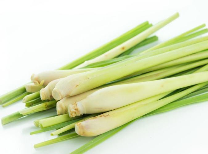 香茅的功效